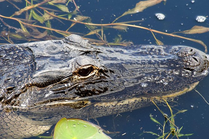 1 Hour Everglades Airboat Tour Orlando Florida - Key things I’d watch for