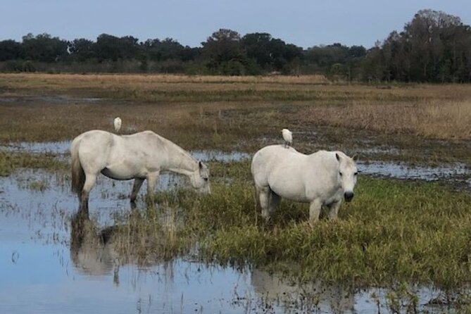 1 Hour Everglades Airboat Tour Orlando Florida - Captain Commentary: Why the Guides Make the Tour