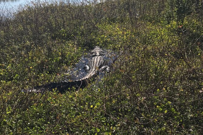 1 Hour Everglades Airboat Tour Orlando Florida - Getting There From Orlando: Kissimmee Meeting Point