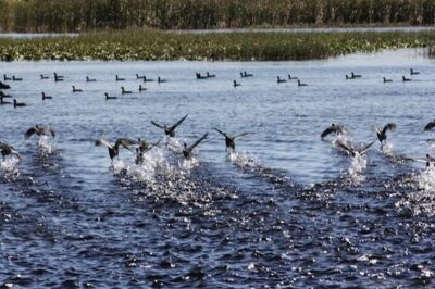 1 Hour Florida Everglades Wildlife Tour - Where You Start: 2830 Neptune Rd in Kissimmee
