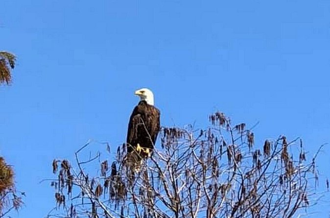 1 Hour Florida Everglades Wildlife Tour - Ear Protection and Comfort: A Detail That Changes the Experience
