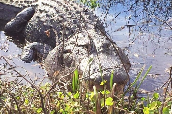 1 Hour Florida Everglades Wildlife Tour - Why the Max-8 Group Size Matters on the Everglades