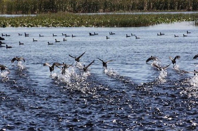 1 Hour Florida Everglades Wildlife Tour - Weather Rules: Plan for the Everglades Part of the Day