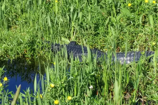 1 Hour Florida Everglades Wildlife Tour - Timing and Planning: Book Ahead and Keep Your Day Flexible