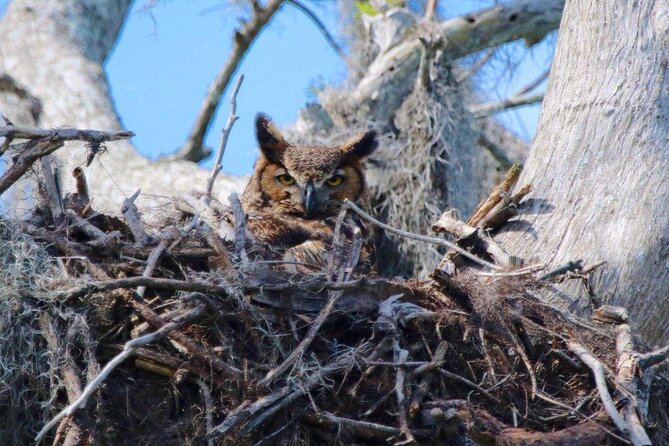 1 Hour Historical Wildlife Tour of The Famous Chain of Lakes - Entering Winter Haven: why this lake tour feels real