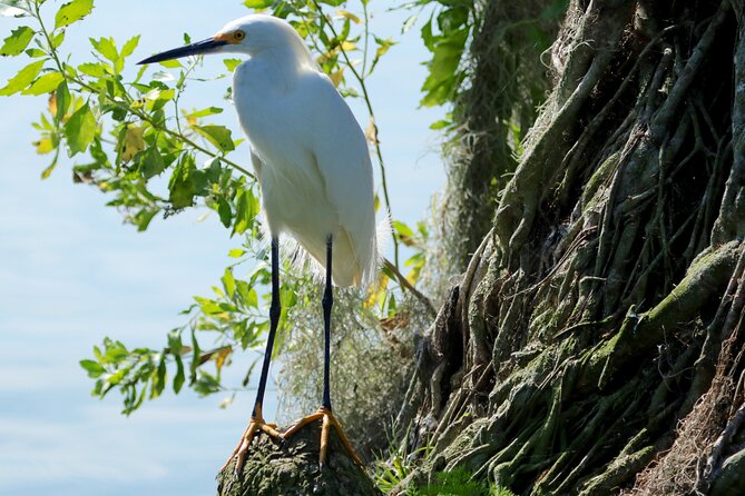 1 Hour Historical Wildlife Tour of The Famous Chain of Lakes - What wildlife you might actually see from the boat