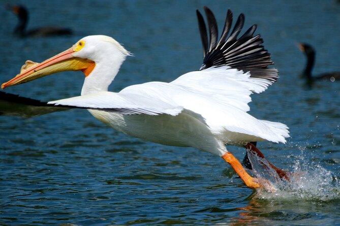 1 Hour Historical Wildlife Tour of The Famous Chain of Lakes - Price and value: why $26.50 can pencil out