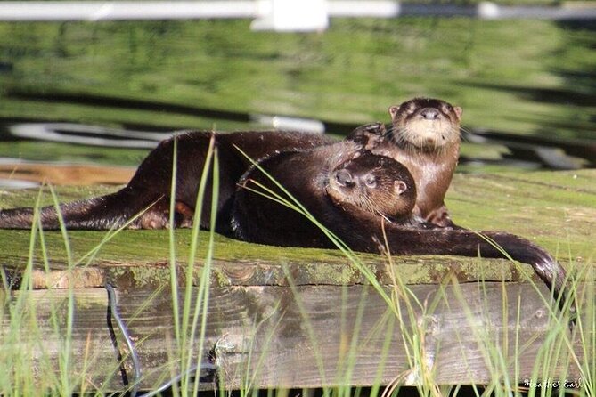 2 Hour Historical Wildlife Tour of the Chain of Lakes - Winter Haven’s Chain of Lakes in 2 hours: what you’re really buying