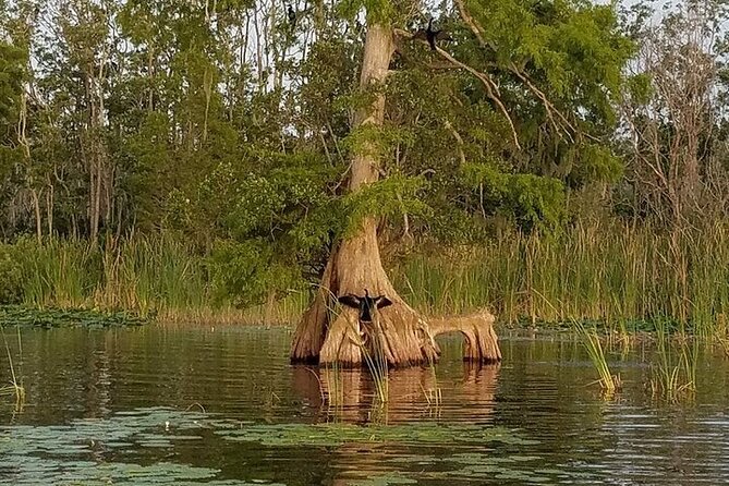 2 Hour Historical Wildlife Tour of the Chain of Lakes - Wildlife viewing: how to spot more and stress less