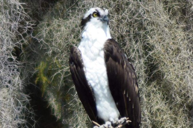 2 Hour Historical Wildlife Tour of the Chain of Lakes - The dining tie-in: Harborside reservations if you want to extend the day