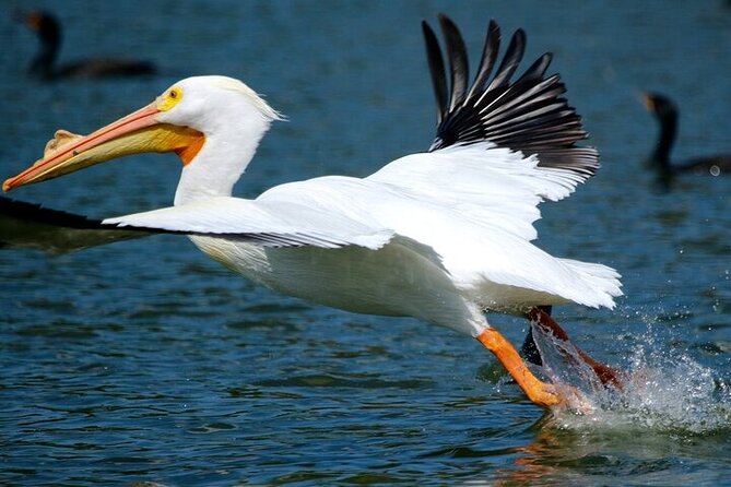 2 Hour Historical Wildlife Tour of the Chain of Lakes - Price and value: is $41.50 per person a fair deal?