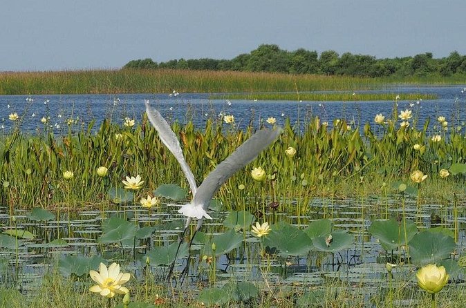 90 Minute Airboat Tour in the Florida Everglades - Your 90 Minutes in the Everglades: What You’ll Actually Do