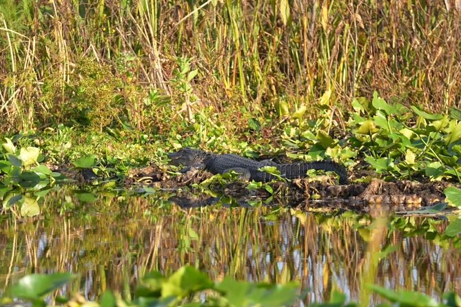 90 Minute Airboat Tour in the Florida Everglades - Wildlife Spotting Tips That Will Help You See More