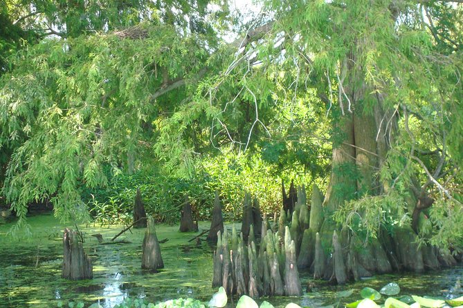 90 minute Everglades Airboat Tour near Orlando Florida - Seating and comfort: the practical side of “stadium-like” views