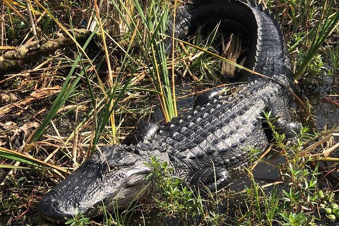 90 minute Everglades Airboat Tour near Orlando Florida - Captain style can make or break the vibe: Andrew, Tanner, Logan, Taylor