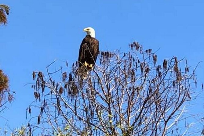 90 Minute Florida Everglades Boat Eco Tour - Your 90 minutes: one main stop, focused viewing, better attention