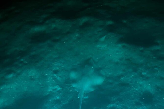 Bioluminescent Comb Jelly & LED Kayak / Paddle board Excursion - Key highlights