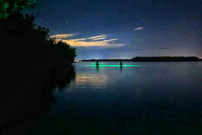 Bioluminescent Comb Jelly & LED Kayak / Paddle board Excursion - Trying the jelly net: the fun part, with realistic expectations