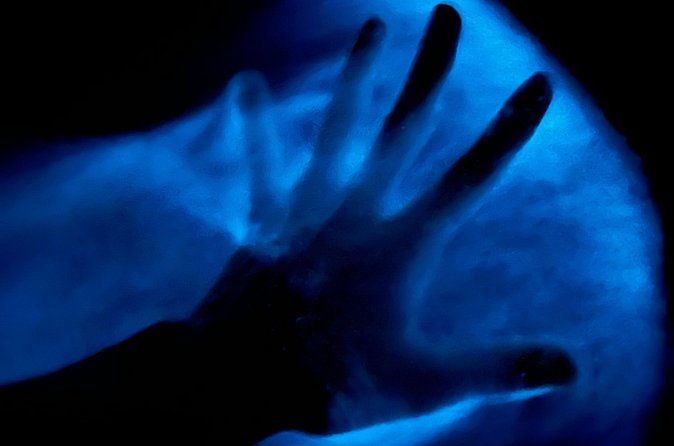 Bioluminescent Kayak Tour in Floridas Indian River Lagoon - Price and value: is $65 worth it?