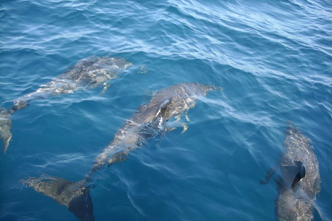 Brevard County Tours, dolphin and manatee tours in Palm Bay, FL - Key highlights worth carving time for