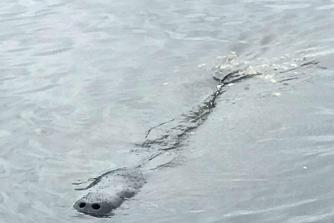 Brevard County Tours, dolphin and manatee tours in Palm Bay, FL - What Happens on the Water: Manatees, Dolphins, Birds, and Alligators