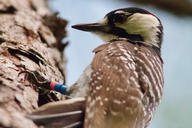 Central Florida Half-Day Private Birding Activity - 2 person max - Joe Overstreet Landing: raptors, Bald Eagles, and serious photo chances