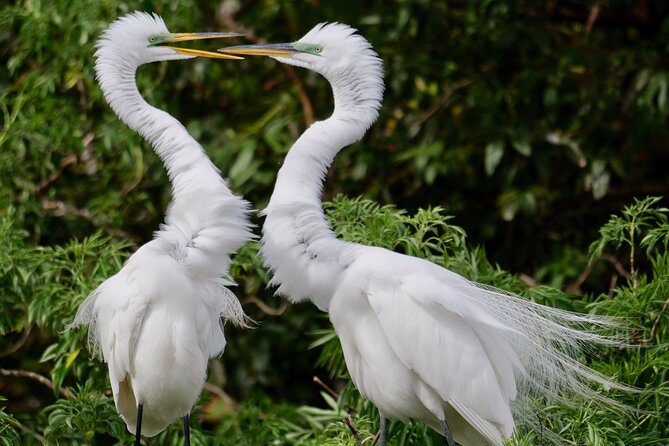 Central Florida Half-Day Private Birding Activity - 2 person max - What’s included: WMA entry, snacks, checklist, and mobile ticket