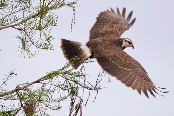 Central Florida Half-Day Private Birding Activity - 2 person max - Who you should book it with (and who should skip it)