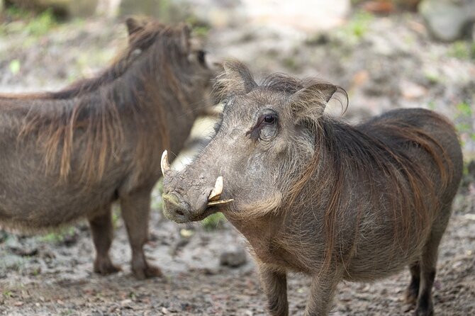Central Florida Zoo and Botanical Gardens Ticket - Fast Entry With a Mobile Ticket in Sanford