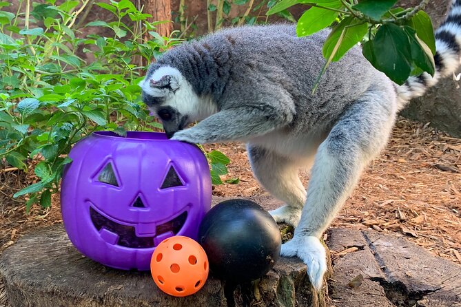 Central Florida Zoo and Botanical Gardens Ticket - Food and Supplies: What’s Included and What You Should Bring
