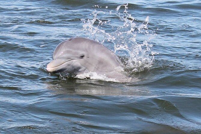 Cocoa Beach Dolphin and Wildlife Tour - Key Things to Know Before You Go