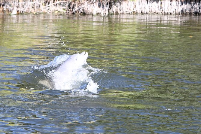 Cocoa Beach Dolphin and Wildlife Tour - Where You Meet at 420 W Cocoa Beach Causeway (and What That Means for Your Day)