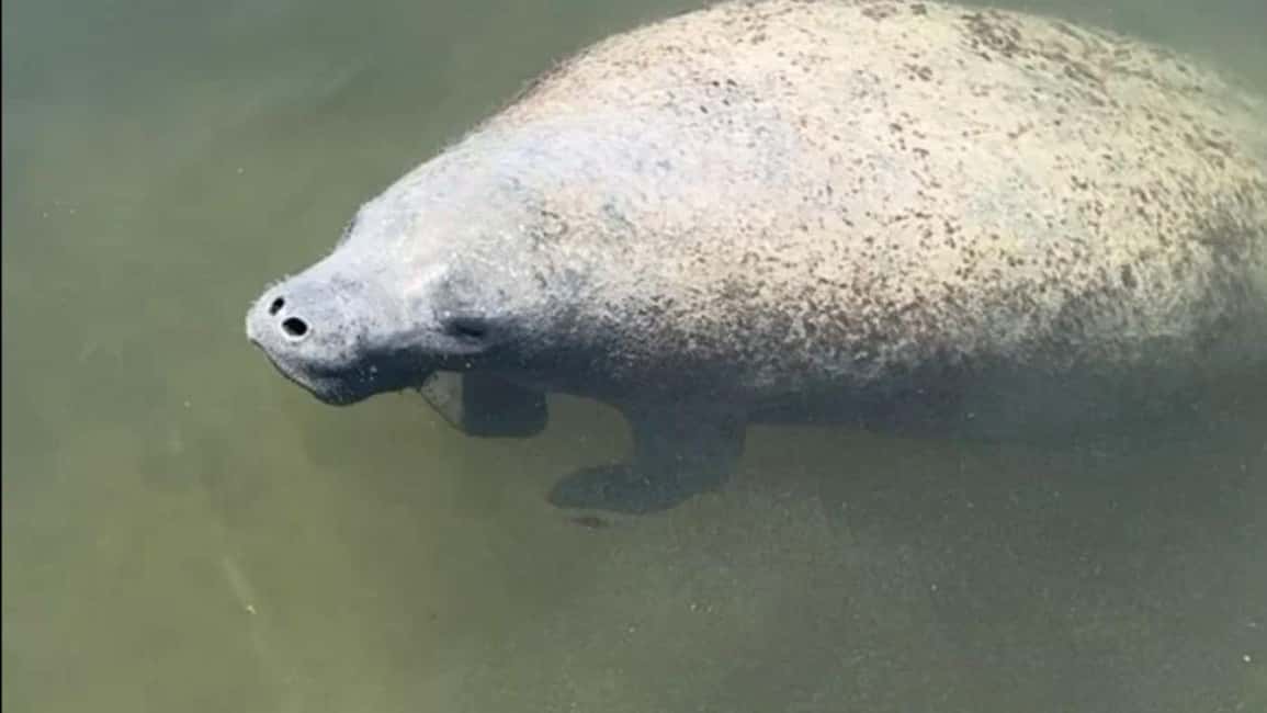 Cocoa Beach: Dolphin & Manatee Pontoon Cruise - Banana River Estuary: Why This Trip Feels So Special
