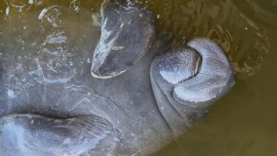 Cocoa Beach: Dolphin & Manatee Pontoon Cruise - How the Cruise Works On the Water (And What You’ll Do Most of the Time)