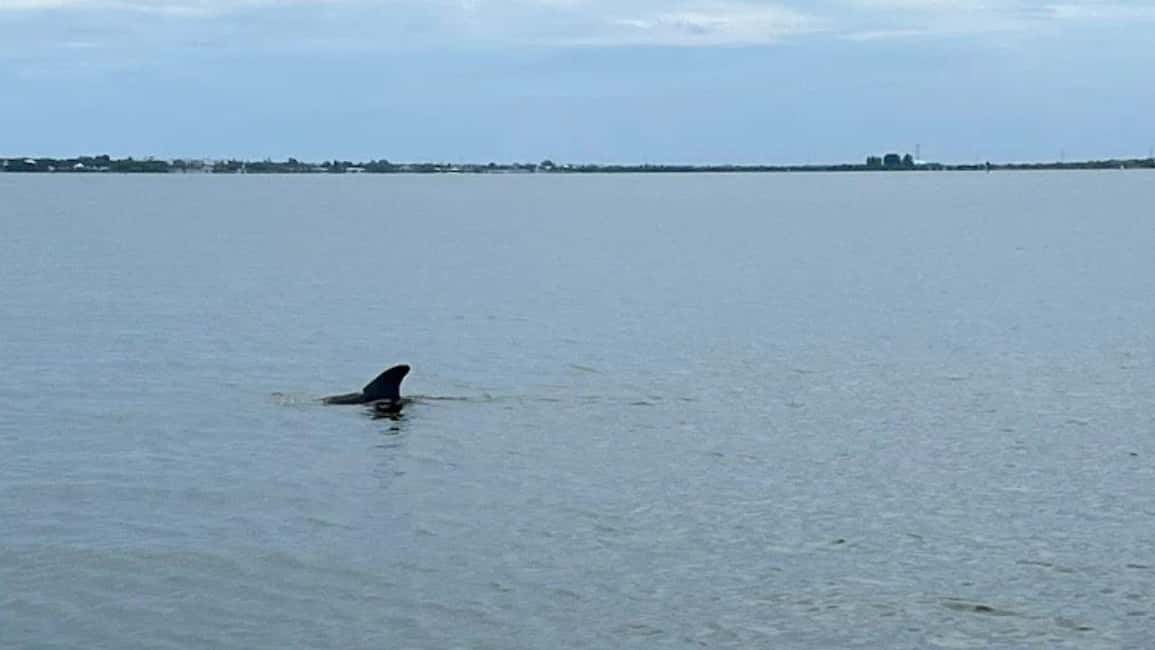 Cocoa Beach: Dolphin & Manatee Pontoon Cruise - Price and Value: How $300 Per Group Can Work for You
