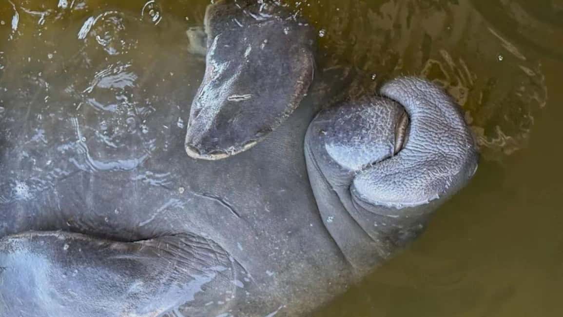 Cocoa Beach: Dolphin & Manatee Pontoon Cruise - How the Cruise Works On the Water (And What You’ll Do Most of the Time)