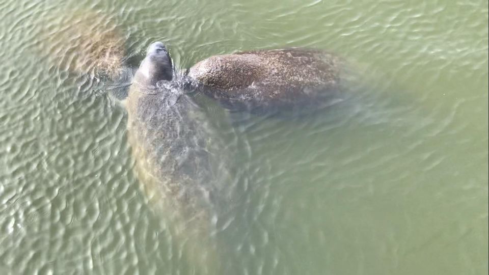 Cocoa Beach: Thousand Islands Banana River Boat Cruise - The mangroves and the Indian River Lagoon story you’ll hear