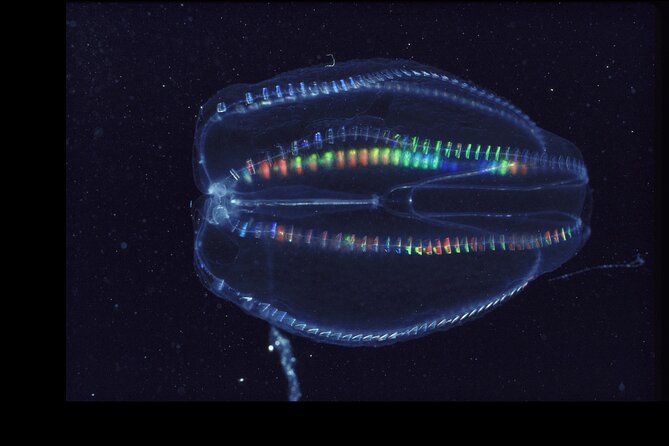 Comb Jelly Bioluminescence Clear Kayak Glow Tour - Key Points That Matter Before You Go