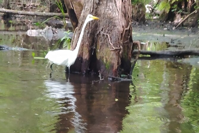 Cypress Forest: Guided Nature Kayak Eco-Tour - Where This Tour Fits in an Orlando Plan