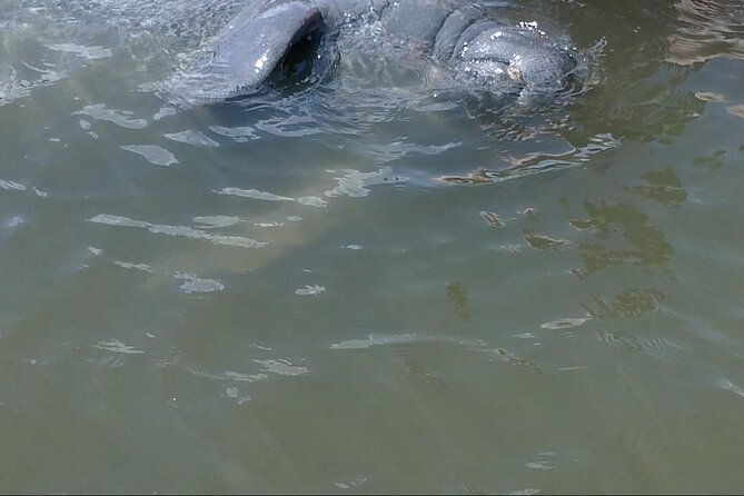 Dolphin and Manatee Adventure Tour of Merritt Island - Price and Value: Getting a Lot for $65