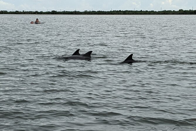 Dolphin and Manatee Clear Kayak or Paddleboard Tour - 2-person clear kayaks and SUP setup: what you’ll do first