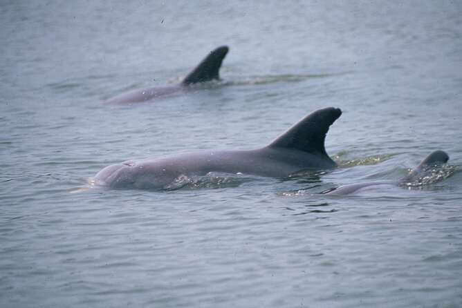 Dolphin and Manatee Clear Kayak or Paddleboard Tour - Where it starts and how the timing feels on the day
