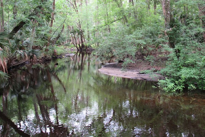 Exclusive Nature Escape Kayak Adventure on Blackwater Creek - What 3 hours on a gentle creek paddle feels like