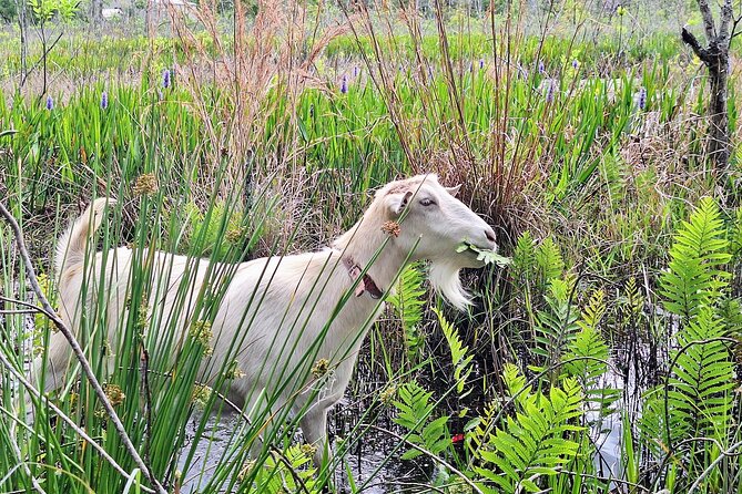 Farm Experience with Ponies, Bunnies, Chickens and Goats - The Animal Lineup You’ll See Up Close (Miniature Horses, Ponies, Bunnies, and More)