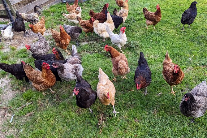 Farm Experience with Ponies, Bunnies, Chickens and Goats - Feeding, Grooming, and Walking: The Part That Turns Watching Into Doing
