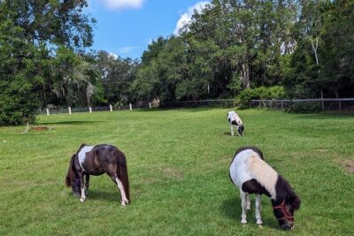 Farm Experience with Ponies, Bunnies, Chickens and Goats - Price and Timing: Is $55 Worth 1 Hour 15 Minutes?