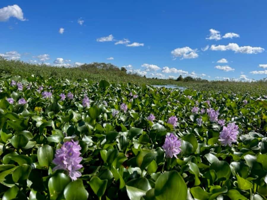 Florida: 90 Minute Everglades Cruise - Quick highlights
