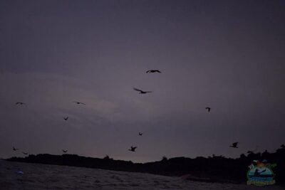 Florida Bioluminescence Clear Kayak tour/ Beacon 42 (Titusville) - The 90-minute flow: from Beacon 42 ramp to glowing water