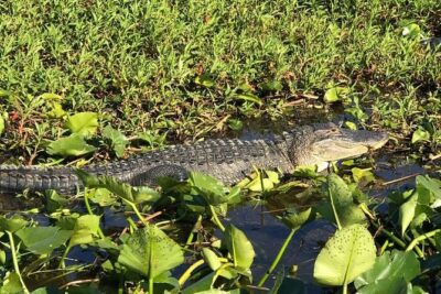 Florida Everglades Airboat Tour and Wild Florida Admission with Optional Lunch - What the guide actually does on the water