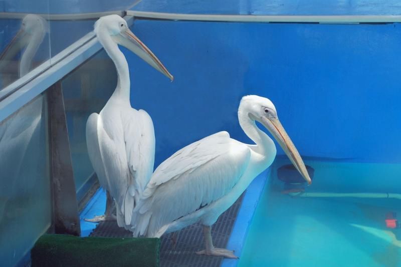 From Orlando: Clearwater Beach and Marine Aquarium Admission - Clearwater Marine Aquarium: Winter’s real-life story in front of you